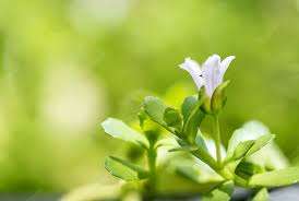 Amla Extract