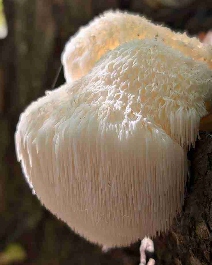 Haematococcus Pluvialis